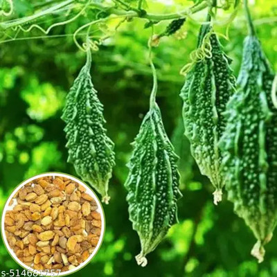 LPR KARELA ,BITTAR GOURD Seed(80 per packet)