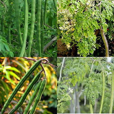 ibains Drumsticks seeds pack of 24 Seed(24 per packet)
