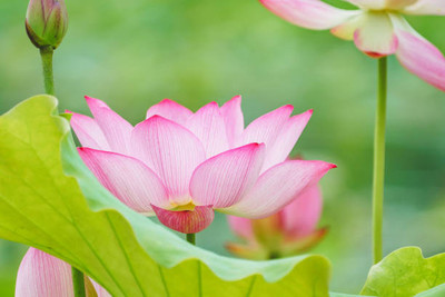 RUDAN lotus,kamal gatta Seed(11 per packet)