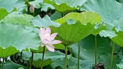CARIBBEAN LOTUS SEEDS Seed(6 per packet)