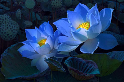 CYBEXIS GBPUT-10 - Water Lily Flower - (270 Seeds) Seed(270 per packet)