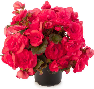 Qualtivate XLL-137 Begonia Beautiful Multi-Colour Flowers Seeds Seed(25 per packet)