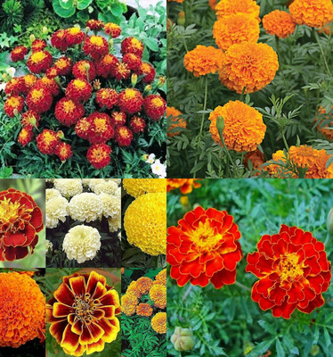 ibains Marigold mixed color seeds pack of 54 Seed(14 per packet)