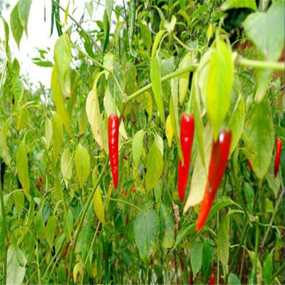 KNESSiN Chaotian Pepper Chilli Seed(1250 per packet)