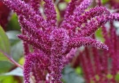 Epazo Amaranthus Burgundy Red/ Dark Green Flower Seed(10 per packet)