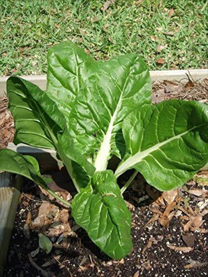 WILLVINE Perpetual Spinach Beta Vulgaris Swiss Chard -[800 Seeds] Seed(800 per packet)