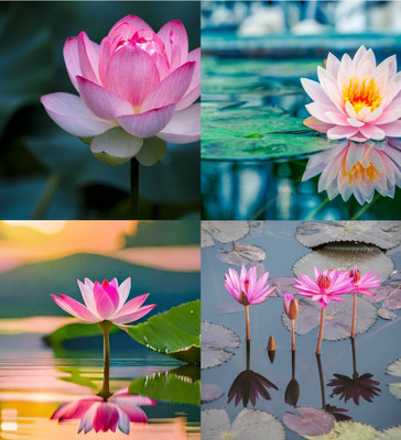 ibains Pink and white lotus seeds beez 11 Seed(11 per packet)