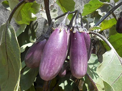 the green dotcom American brinjal seeds Pack of 90 Seed(90 per packet)