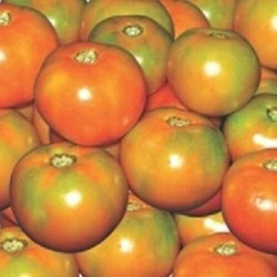 WILLVINE Hybrid High Yield pkm1 Tomato [25g, 7500 Seeds] Seed(7500 per packet)
