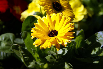 Lorvox Calendula Double Mixed Color Flower Hybrid Seed(100 per packet)