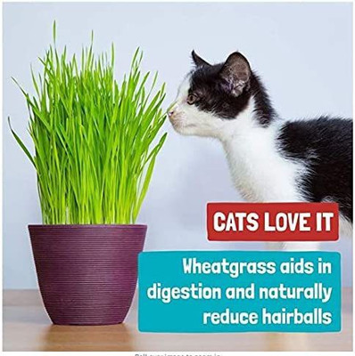 VibeX LX-13 - Cat Grass Hard Red Winter Wheat - (7500 Seeds) Seed(7500 per packet)
