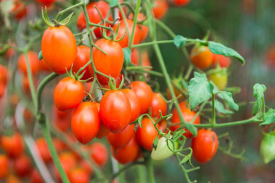 Cadence tomato Seed(150 per packet)