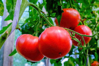 Marwal Creation tomato Seed(35 per packet)