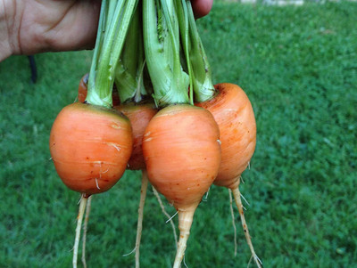 VibeX ® VLR-281 Carrot Seeds,Parisian Seed(500 per packet)