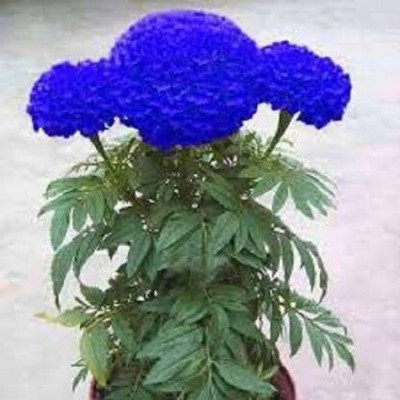 Bula Plant House Agrey Blue Marigold Flower Seed Seed(20 per packet)