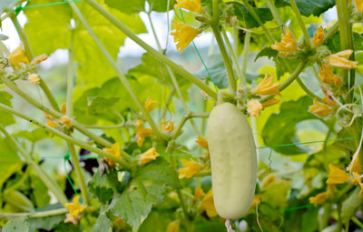 Seedsilk Store Snow White Cucumber Seed | Summer Vegetables Hybrid Seed(50 per packet)