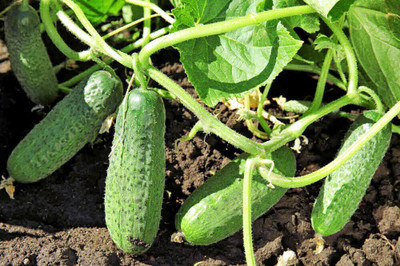 JAYANTAHALDER cucumber Seed(80 per packet)
