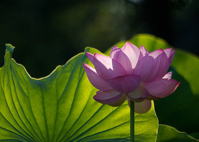NV LIVE lotus,kamal gatta Seed(10 per packet)