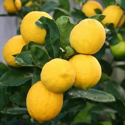 PlantN lemon seed Seed(15 per packet)