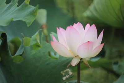 MAA lotus,kamal seeds Seed(5 per packet)