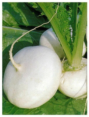 MYLAWN White Ball Turnip/Shalgam Seed(1000 per packet)