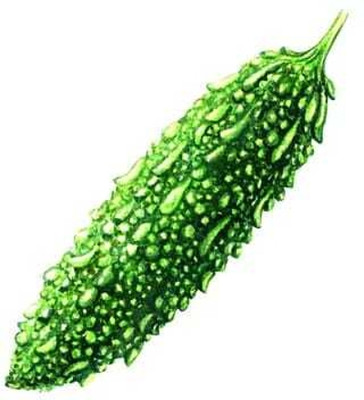 WILLWE F1 BEST QUALITY BITTER GOURD SEEDS Seed(30 per packet)