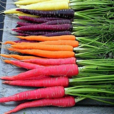 WILLVINE Seeds Collection Set Carrot (Multi) 4 Varieties -[500 Seeds] Seed(500 per packet)