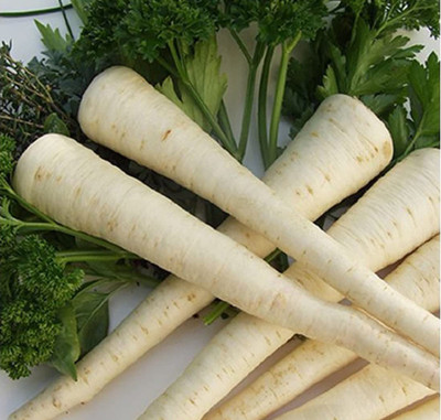 VibeX LX-64 - Parsley - Hamburg Rooted - (750 Seeds) Seed(750 per packet)