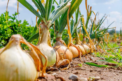 Qualtivate PUA-3A Texas Early Grano Onions Seeds Seed(500 per packet)