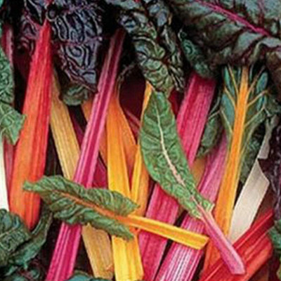 CYBEXIS Rainbow Swiss Chard Seeds2000 Seeds Seed(2000 per packet)