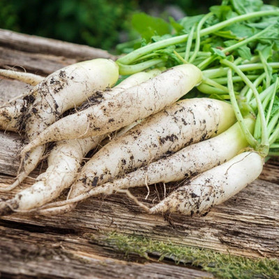VINTI White Icicle Radish Seed(2000 per packet)