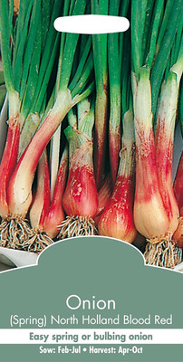 KNESSiN Vegetable - Spring Onion North Holland Blood Red[600 Seeds] Seed(600 per packet)