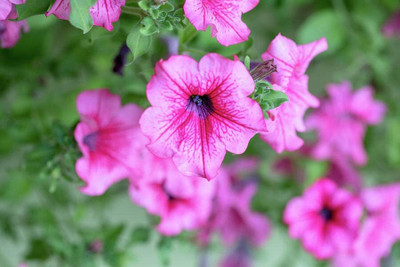 Aywal Petunia Multiflora Star Seed(60 per packet)