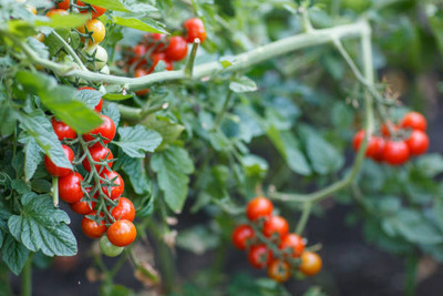 nizex tomato Seed(55 per packet)