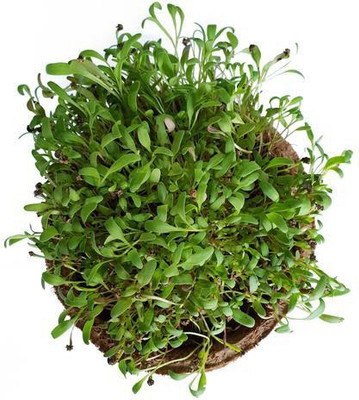 CYBEXIS SPINACH MICROGREEN SEEDS2800 Seeds Seed(2800 per packet)