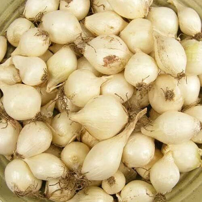 Qualtivate GUA-185 White Ebenzer Onion Seeds Seed(1000 per packet)
