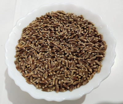 CRGO BLACK WHEATGRASS , KALA GEHUN Seed(100 per packet)