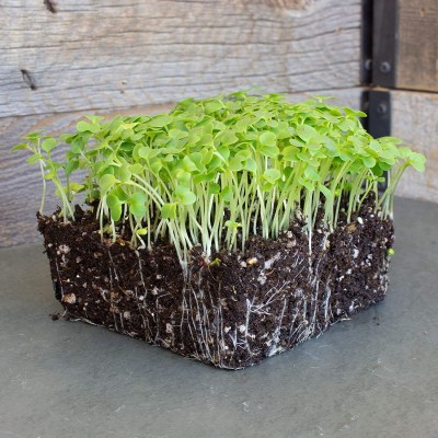 CYBEXIS HUA-82 - Green Mustard Microgreens - (750 Seeds) Seed(750 per packet)