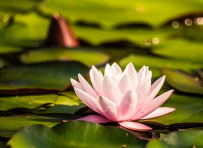 BMSSSL lotus,kamal gatta Seed(10 per packet)