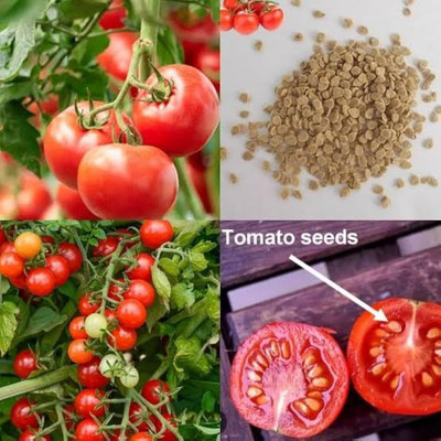 DEYS AGRO ™ tomato seeds,10 Gram f1 tomato seeds hybrid Seed(10 g)
