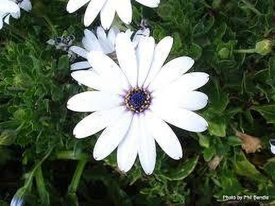 fixeded FL-155-WHITE-DIMORPHOTHECA Seed(40 per packet)
