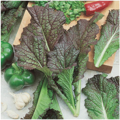Qualtivate PUAS-3A Red Giant Mustard Seeds Seed(300 per packet)
