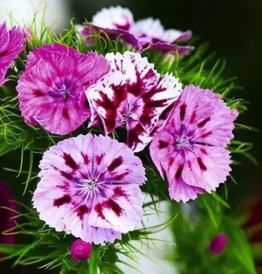 MAA Sweet William Seed(31 per packet)