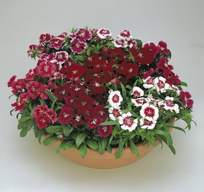 ACCELCROP Dianthus Grenadin Snow White Flower Seed(85 per packet)