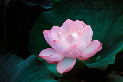 AYODHYAvati lotus,kamal gatta Seed(14 per packet)