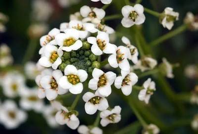 VINGTON Sweet Alyssum Whit Seed(80 per packet)