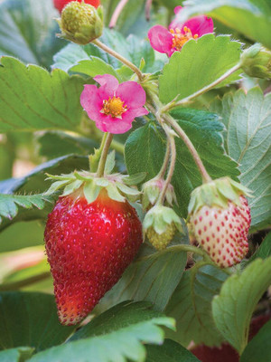 XOLDA Strawberry Fruit Seed(50 per packet)