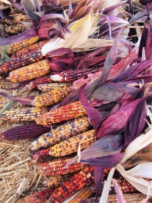 VibeX PAU-28 - Purple-Red Rainbow Corn Multicolor - (750 Seeds) Seed(750 per packet)