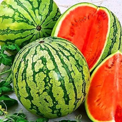 Qualtivate ICRA6-A Giant Astrakhan Watermelon Seed(100 per packet)