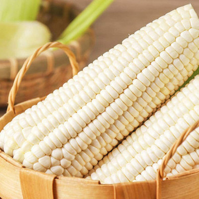CYBEXIS Rare White Corn Seeds Non-GMO Grain Crop2000 Seeds Seed(2000 per packet)